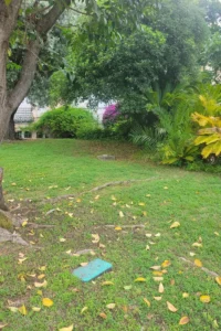 Entretien de pelouse et nettoyage sous arbre à Mandelieu-la-Napoule