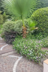 Massif fleuri bien entretenu avec palmier à Mandelieu-la-Napoule